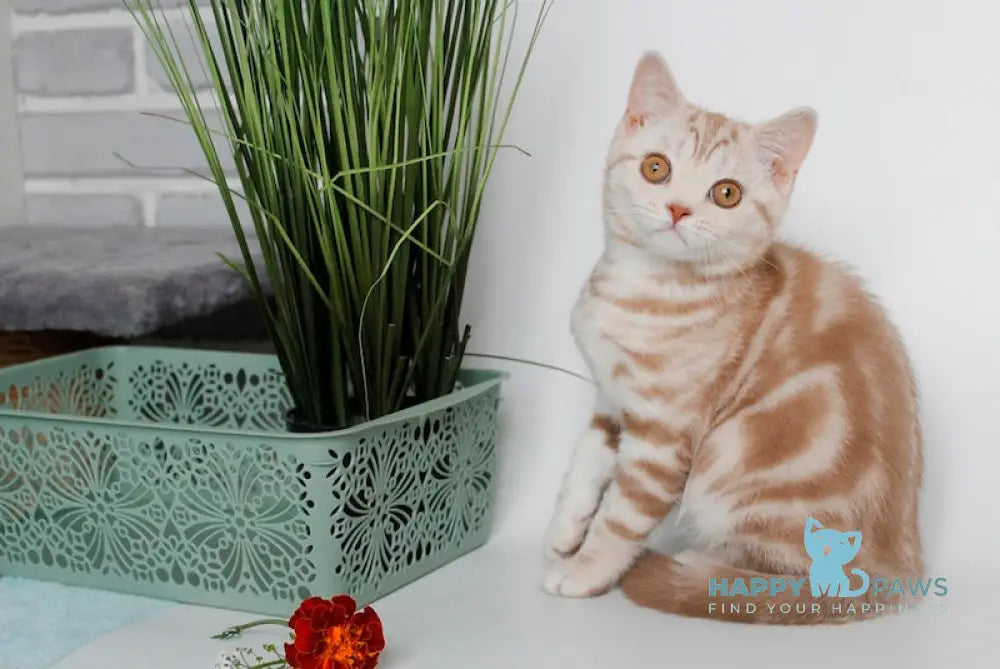 Nadine Scottish Straight Female Cinnamon Silver Tabby Live Animals