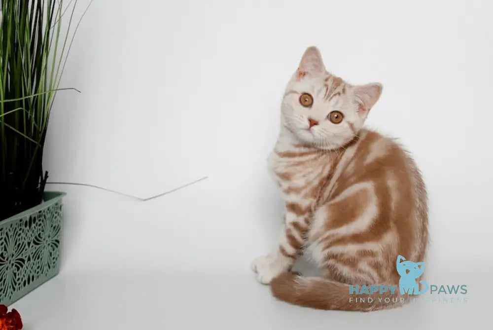 Nadine Scottish Straight Female Cinnamon Silver Tabby Live Animals