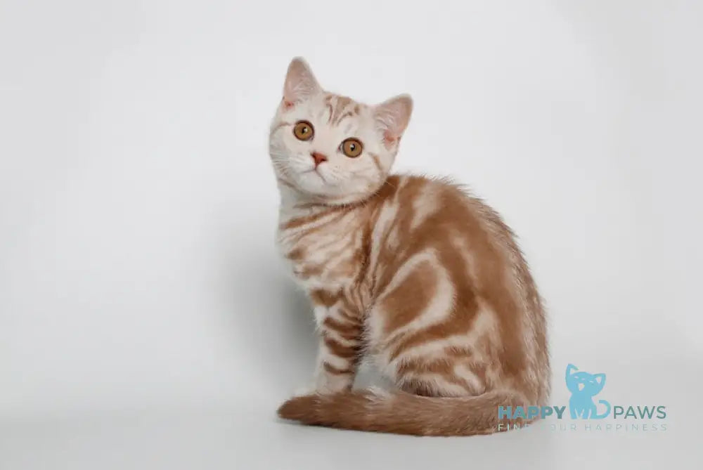 Nadine Scottish Straight Female Cinnamon Silver Tabby Live Animals