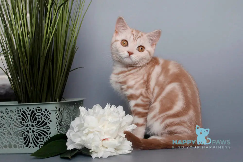 Nadine Scottish Straight Female Cinnamon Silver Tabby Live Animals