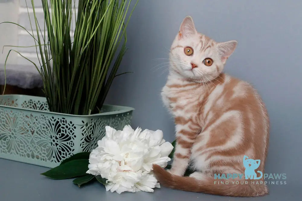 Nadine Scottish Straight Female Cinnamon Silver Tabby Live Animals