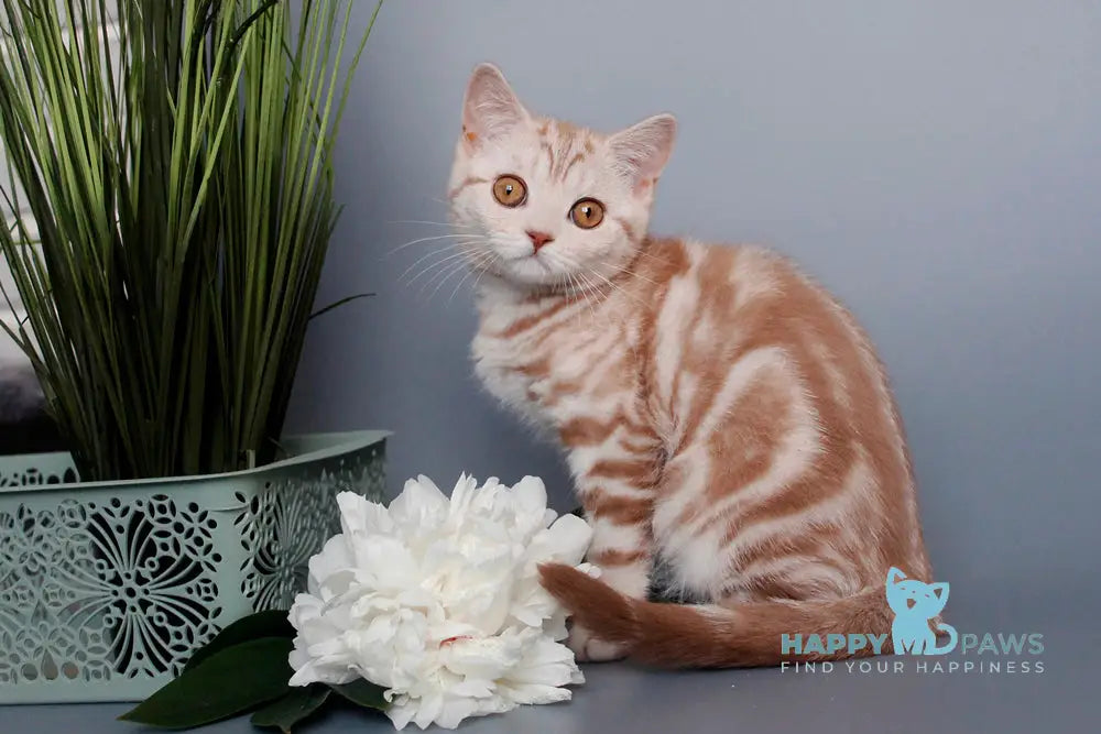 Nadine Scottish Straight Female Cinnamon Silver Tabby Live Animals