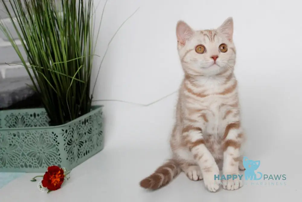 Nadine Scottish Straight Female Cinnamon Silver Tabby Live Animals