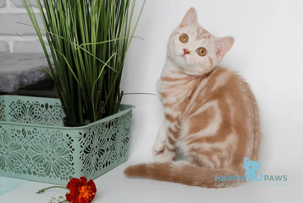 Nadine Scottish Straight Female Cinnamon Silver Tabby Live Animals