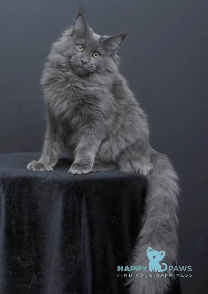 Nancy Maine Coon Female Blue Live Animals