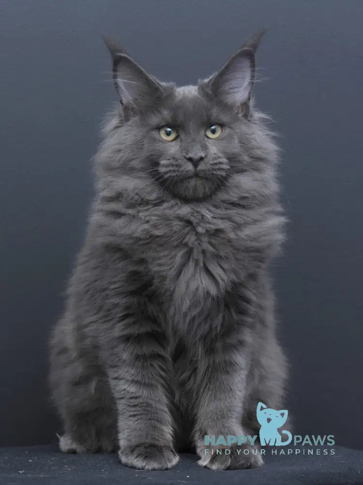 Nancy Maine Coon Female Blue Live Animals