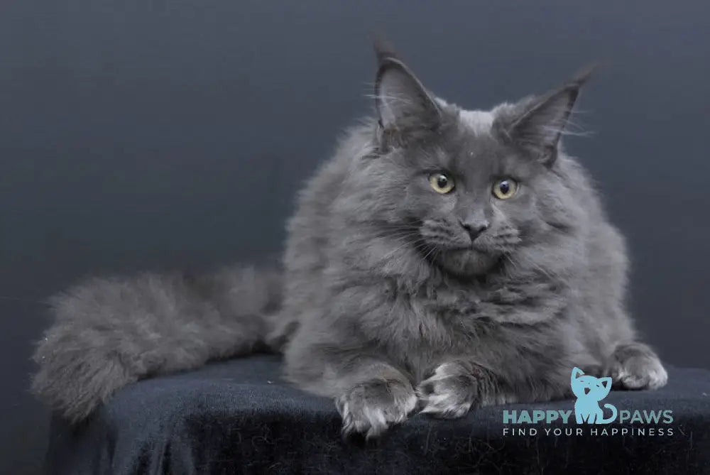 Nancy Maine Coon Female Blue Live Animals