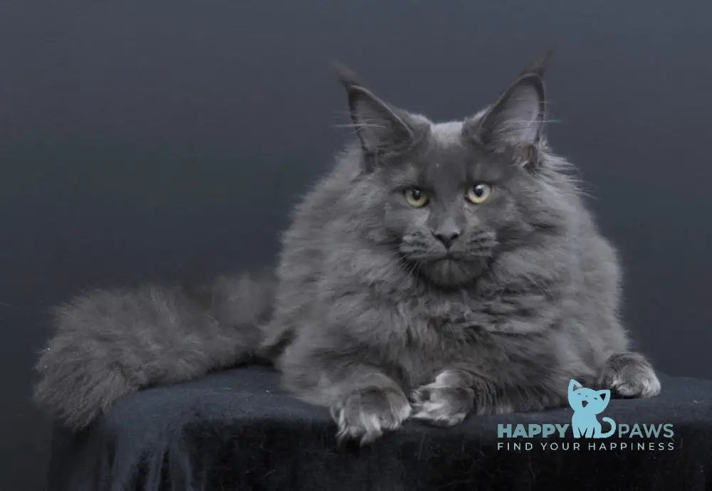 Nancy Maine Coon Female Blue Live Animals