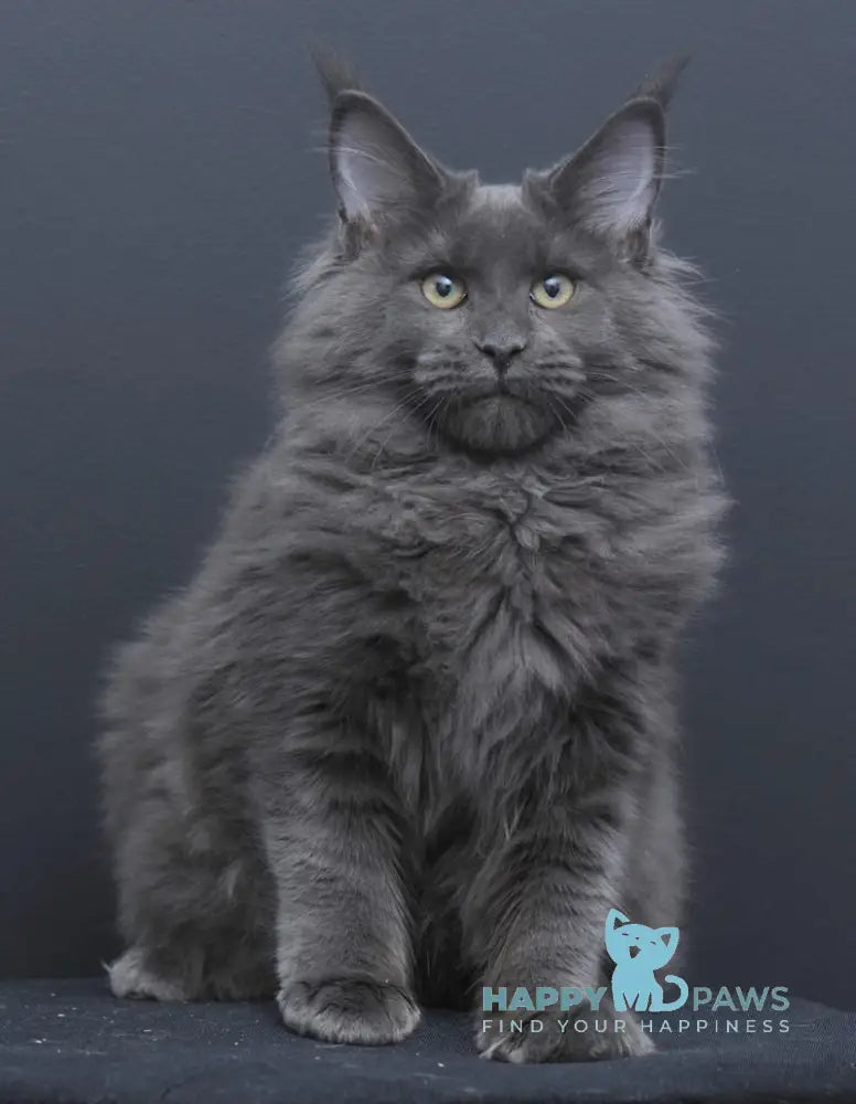 Nancy Maine Coon Female Blue Live Animals