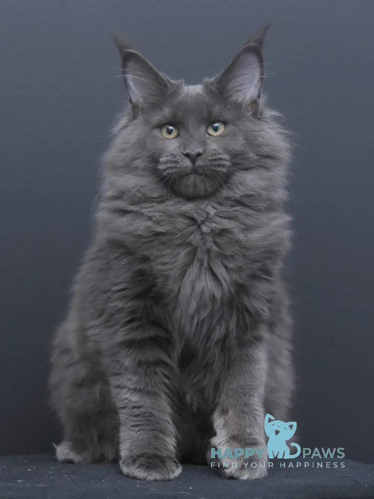 Nancy Maine Coon Female Blue Live Animals