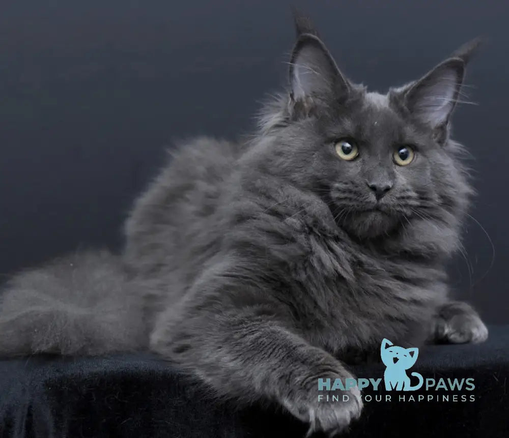 Nancy Maine Coon Female Blue Live Animals