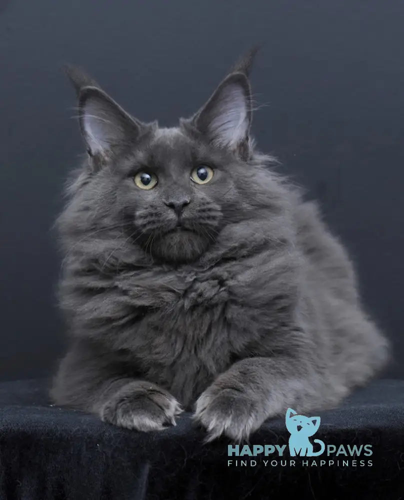 Nancy Maine Coon Female Blue Live Animals