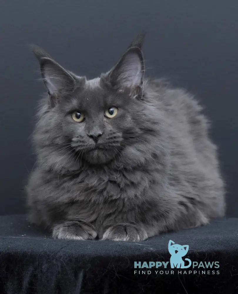 Nancy Maine Coon Female Blue Live Animals