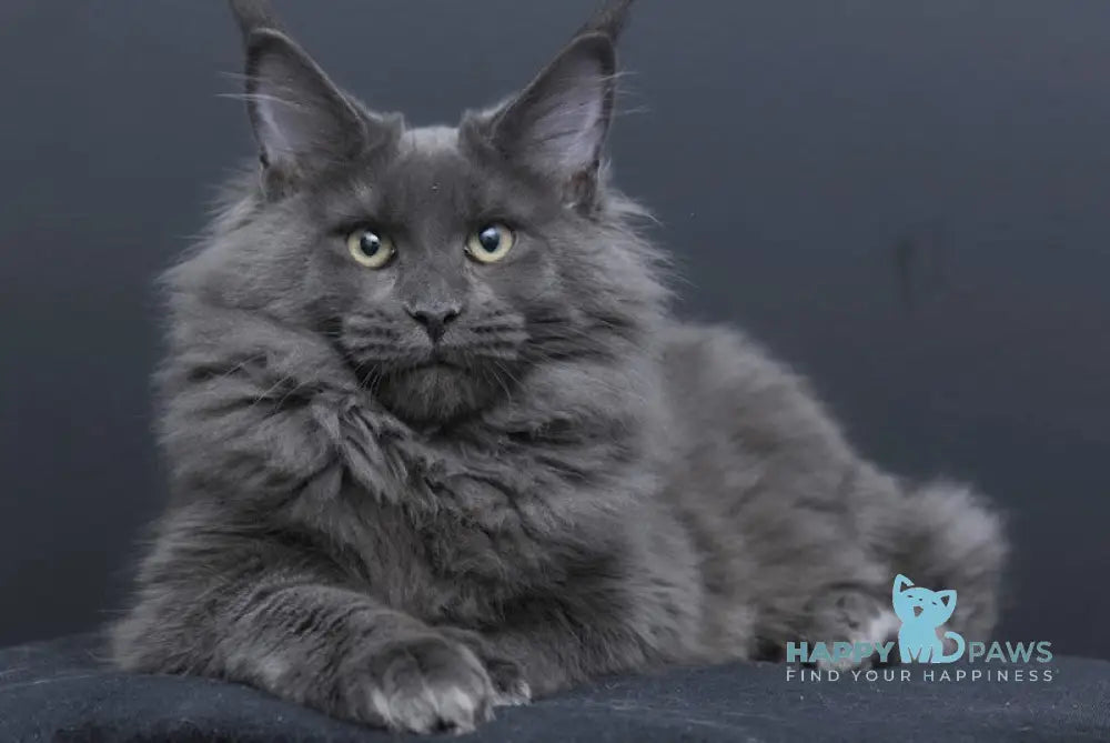 Nancy Maine Coon Female Blue Live Animals