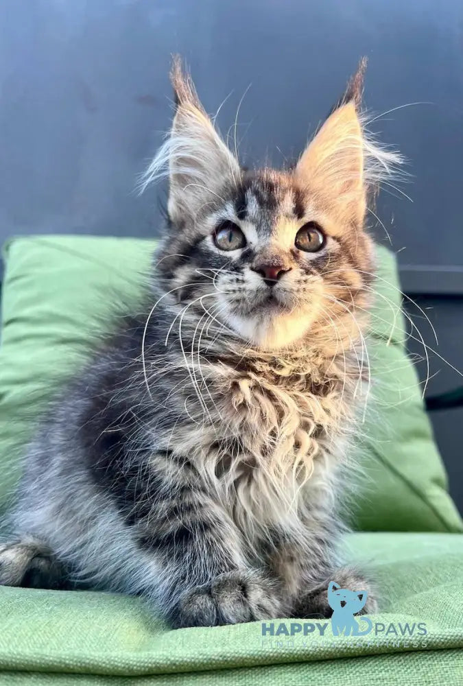 Naomi Maine Coon Female Black Spotted Tabby Live Animals