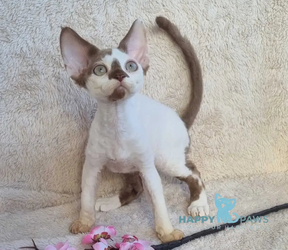 Neko Devon Rex Male Chocolate Harlequin Live Animals