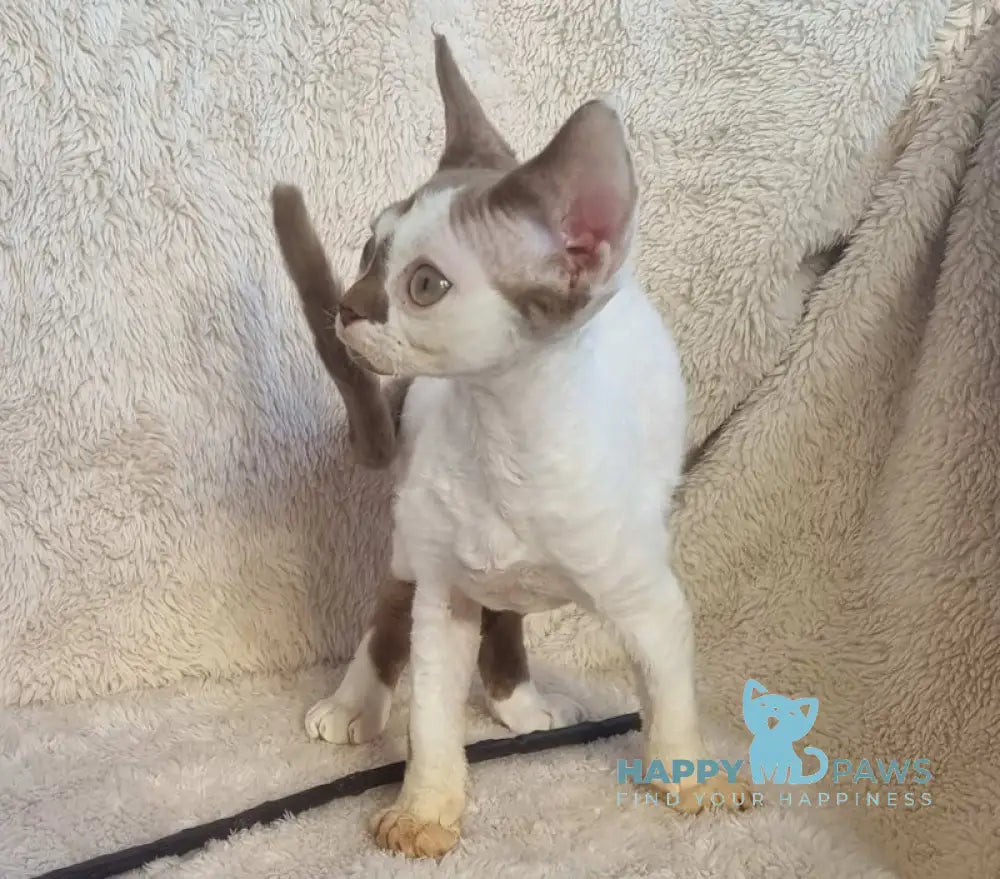 Neko Devon Rex Male Chocolate Harlequin Live Animals