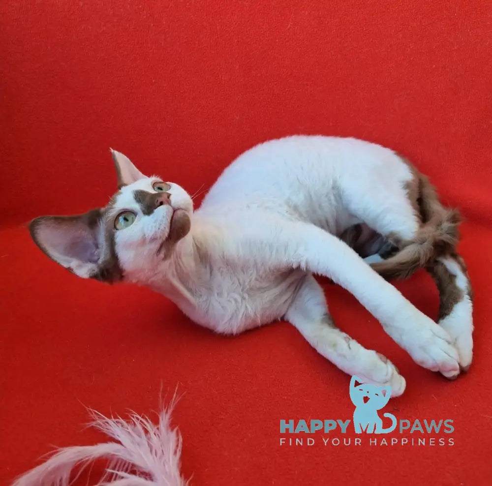 Neko Devon Rex Male Chocolate Harlequin Live Animals