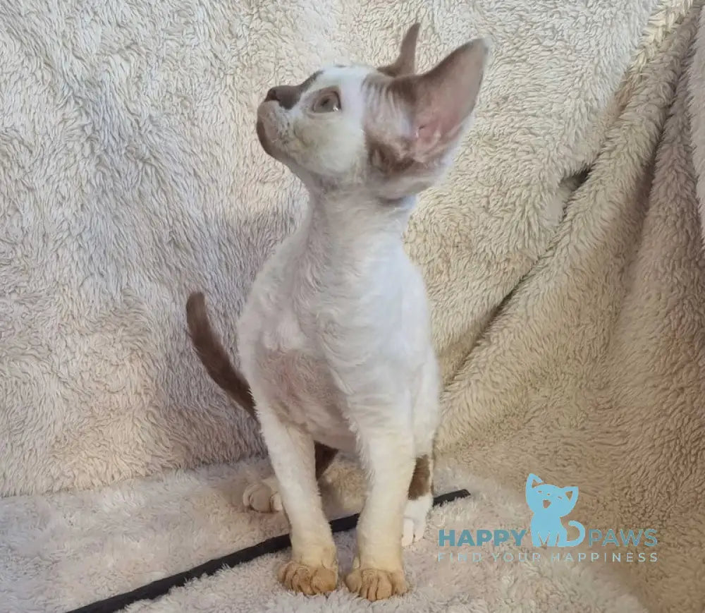 Neko Devon Rex Male Chocolate Harlequin Live Animals