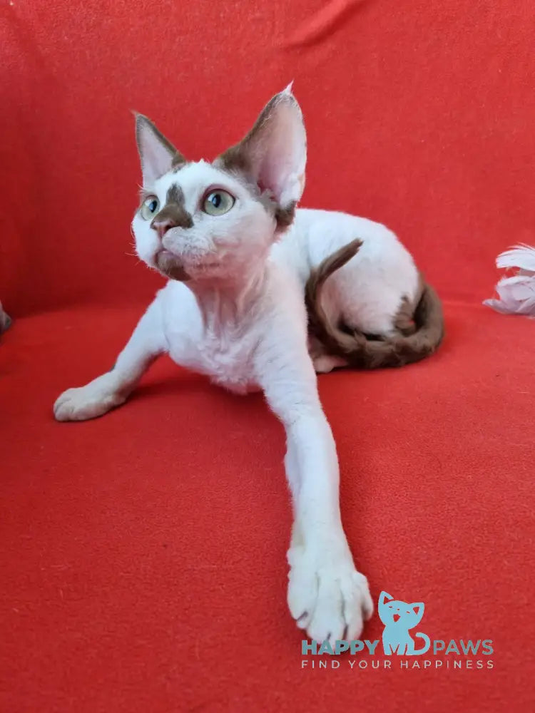 Neko Devon Rex Male Chocolate Harlequin Live Animals