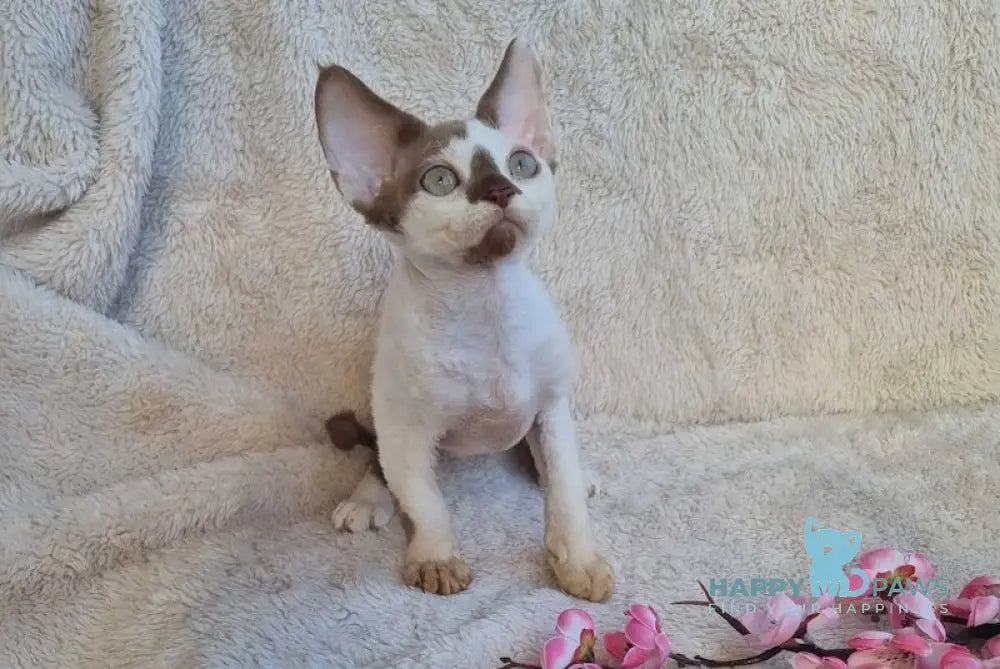 Neko Devon Rex Male Chocolate Harlequin Live Animals