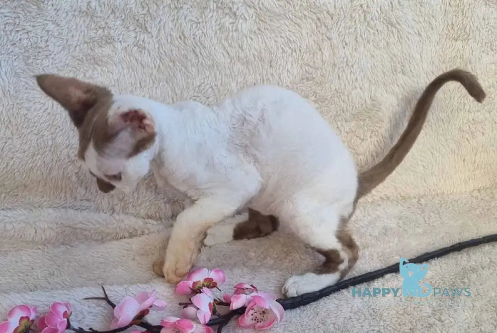 Neko Devon Rex Male Chocolate Harlequin Live Animals