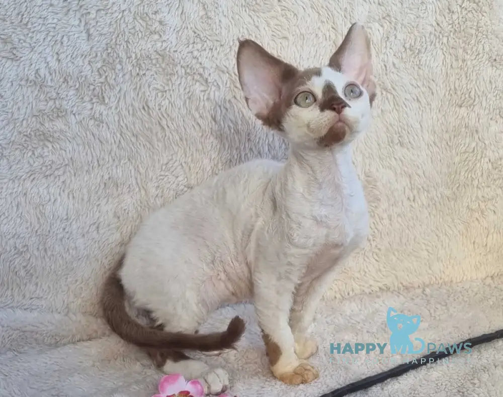 Neko Devon Rex Male Chocolate Harlequin Live Animals