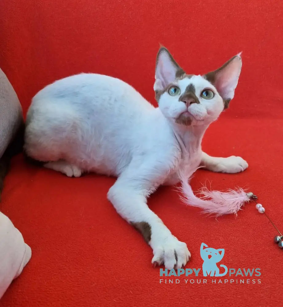 Neko Devon Rex Male Chocolate Harlequin Live Animals