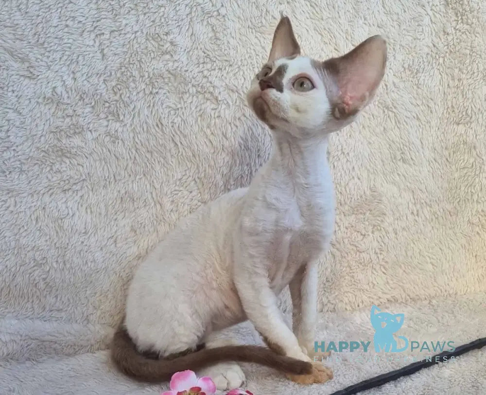 Neko Devon Rex Male Chocolate Harlequin Live Animals