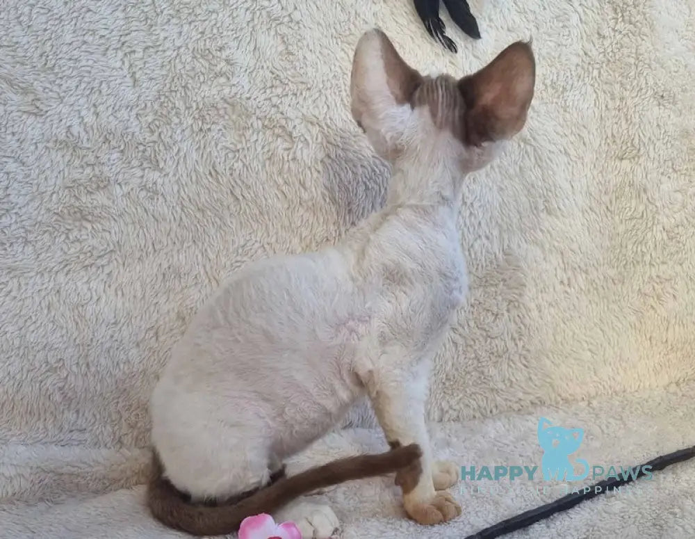 Neko Devon Rex Male Chocolate Harlequin Live Animals