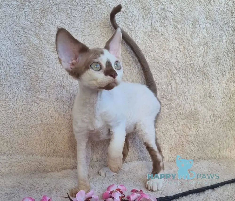 Neko Devon Rex Male Chocolate Harlequin Live Animals