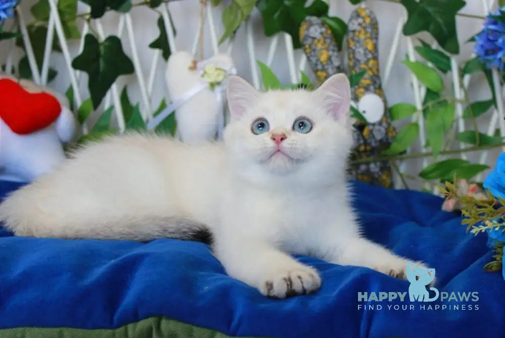 Nemo British Shorthair Male Black Golden Shaded Pointed Live Animals