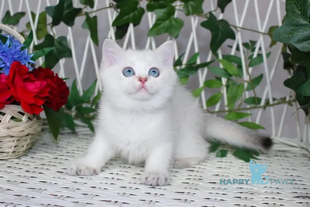 Nemo British Shorthair Male Black Golden Shaded Pointed Live Animals