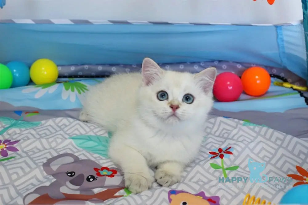 Nemo British Shorthair Male Black Golden Shaded Pointed Live Animals