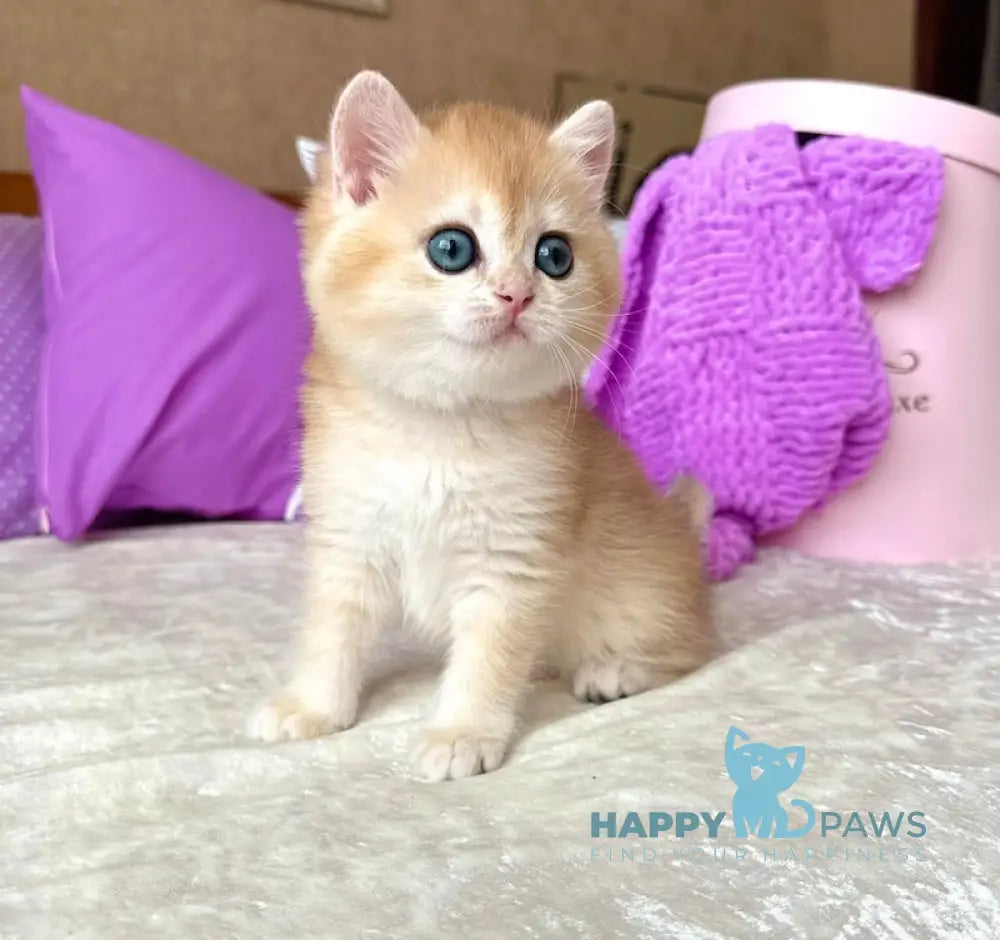 Nensi British Shorthair Female Black Golden Chinchilla Live Animals