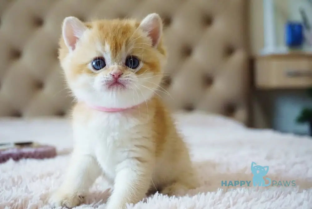 Nensy British Shorthair Female Chocolate Golden Chinchilla Live Animals