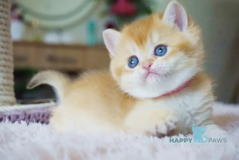 Nensy British Shorthair Female Chocolate Golden Chinchilla Live Animals