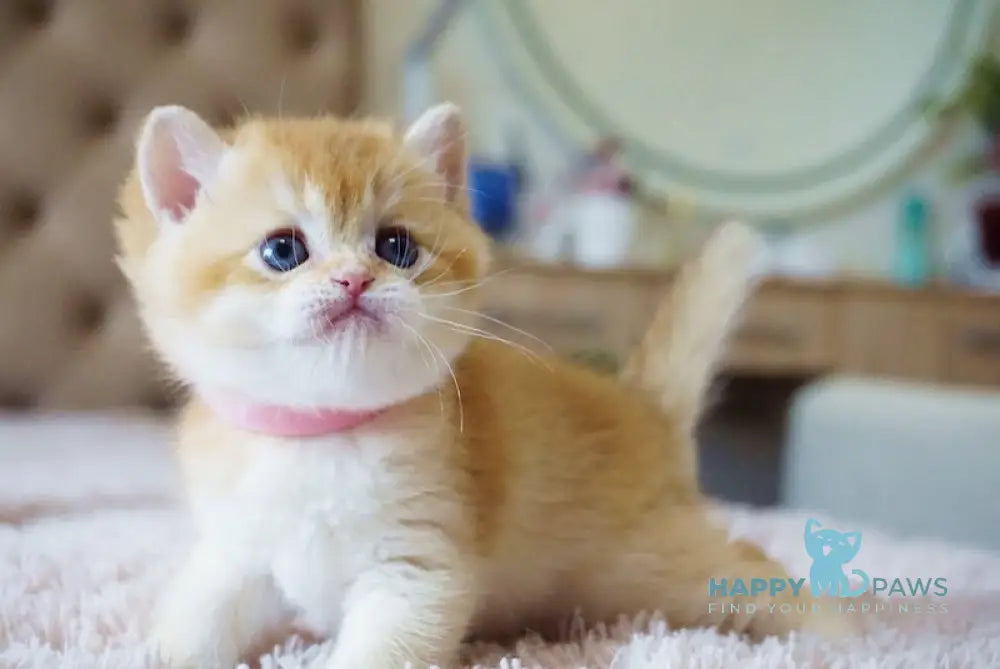 Nensy British Shorthair Female Chocolate Golden Chinchilla Live Animals