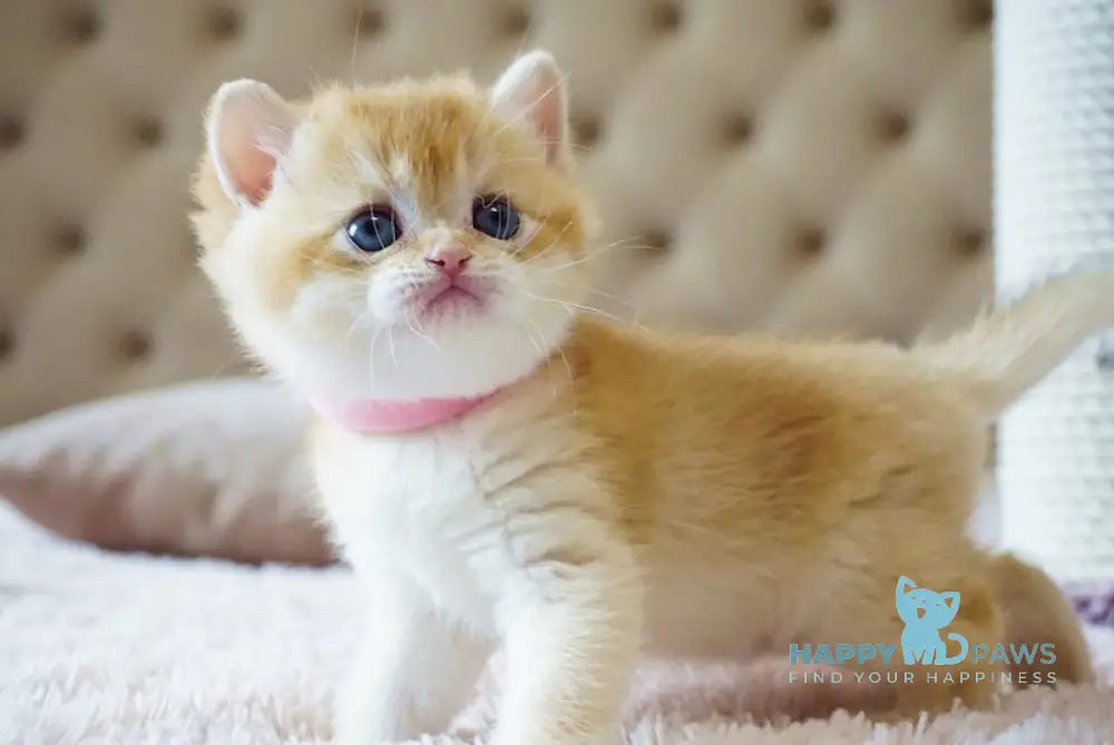 Nensy British Shorthair Female Chocolate Golden Chinchilla Live Animals