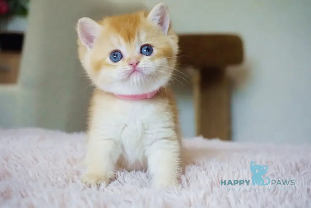 Nensy British Shorthair Female Chocolate Golden Chinchilla Live Animals