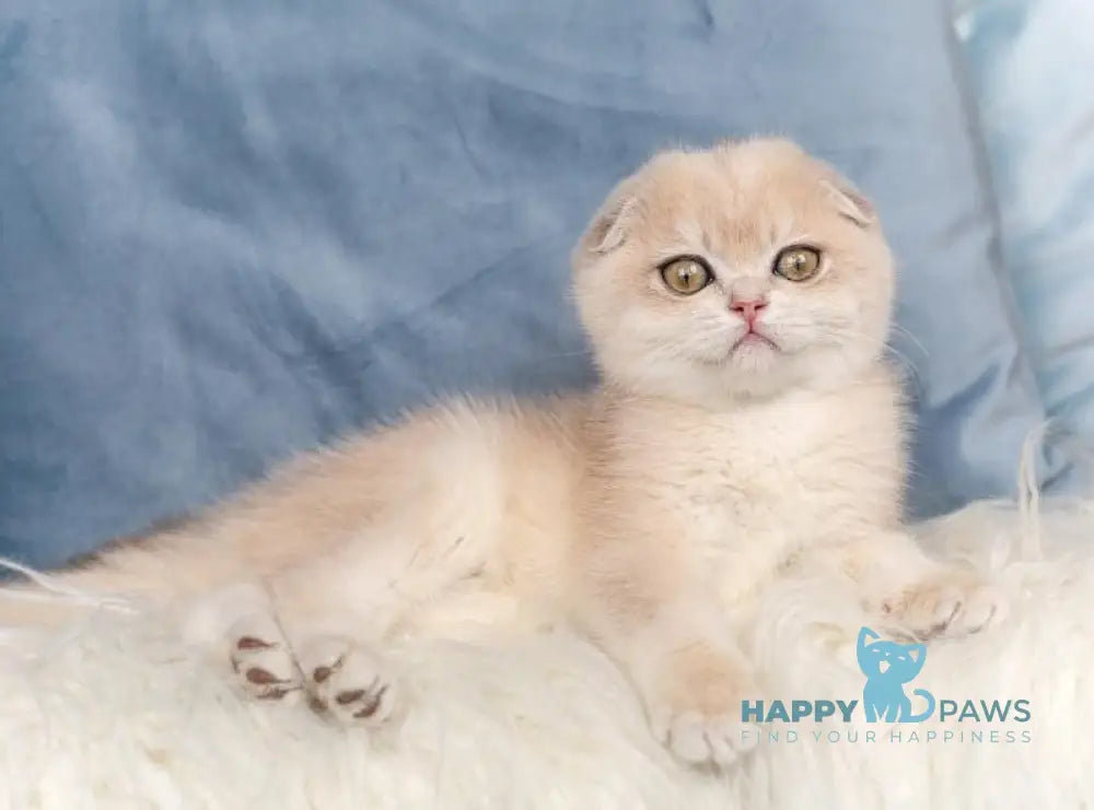 Neytiri Scottish Fold Female Blue Golden Chinchilla Live Animals