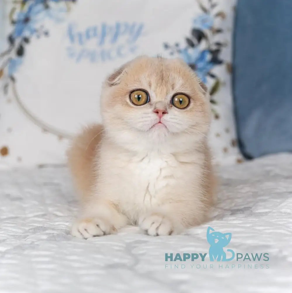 Neytiri Scottish Fold Female Blue Golden Chinchilla Live Animals