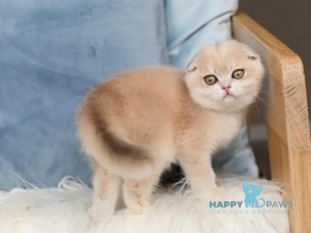 Neytiri Scottish Fold Female Blue Golden Chinchilla Live Animals