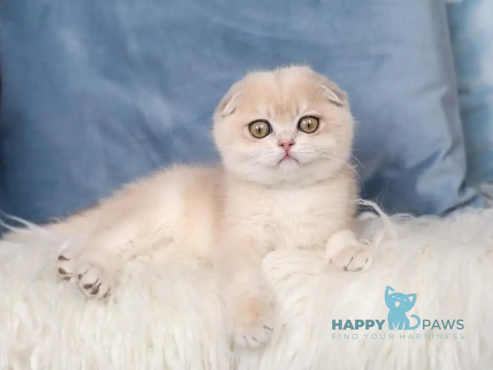 Neytiri Scottish Fold Female Blue Golden Chinchilla Live Animals