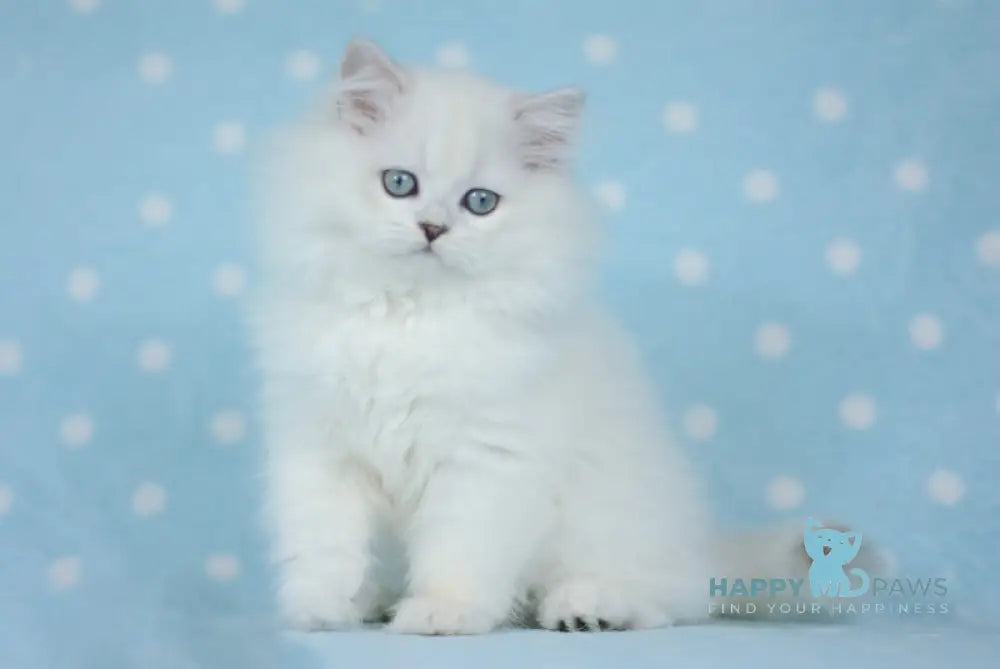 Nice British Longhair Male Black Silver Shaded Pointed Live Animals