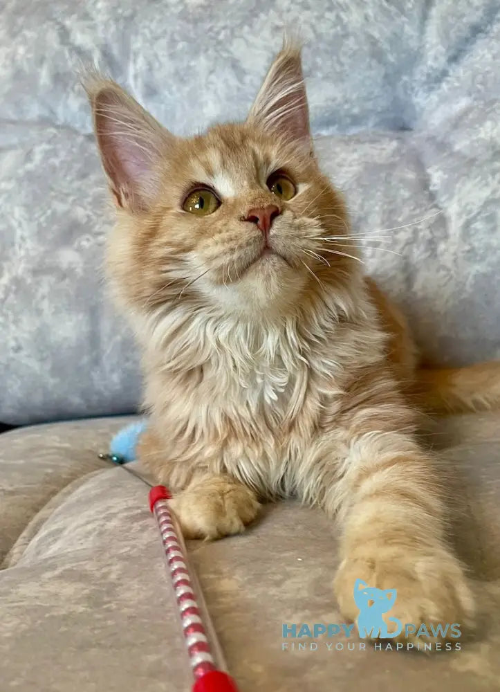 Nice Maine Coon Female Red Silver Tabby Live Animals