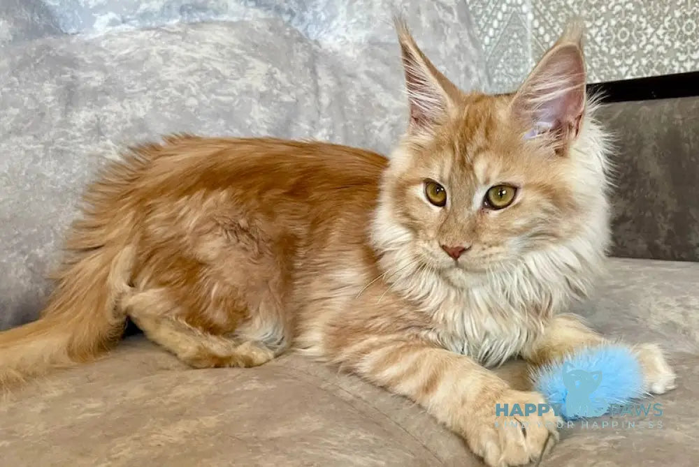 Nice Maine Coon Female Red Silver Tabby Live Animals