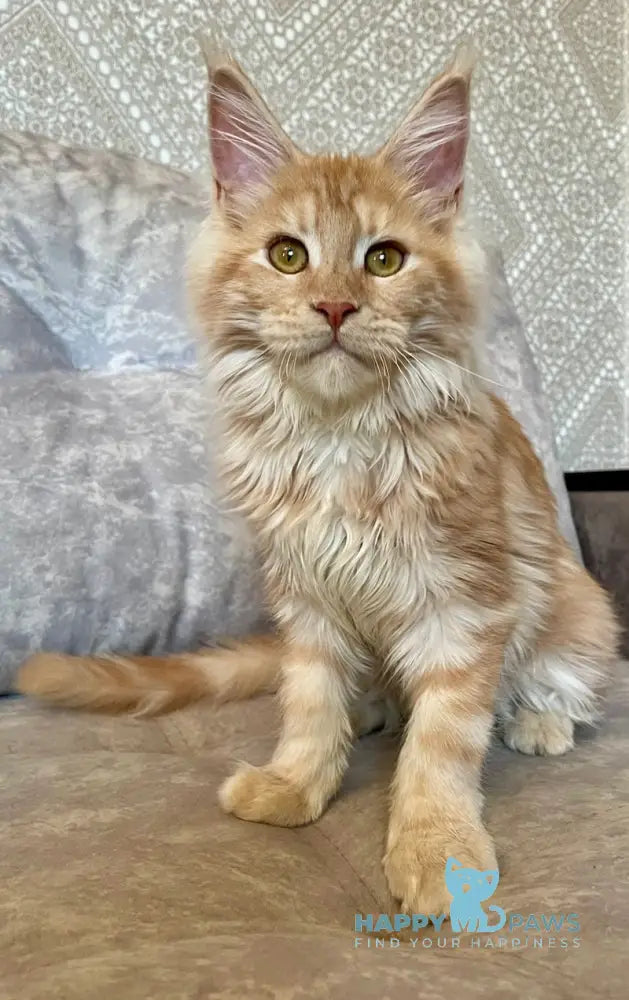 Nice Maine Coon Female Red Silver Tabby Live Animals