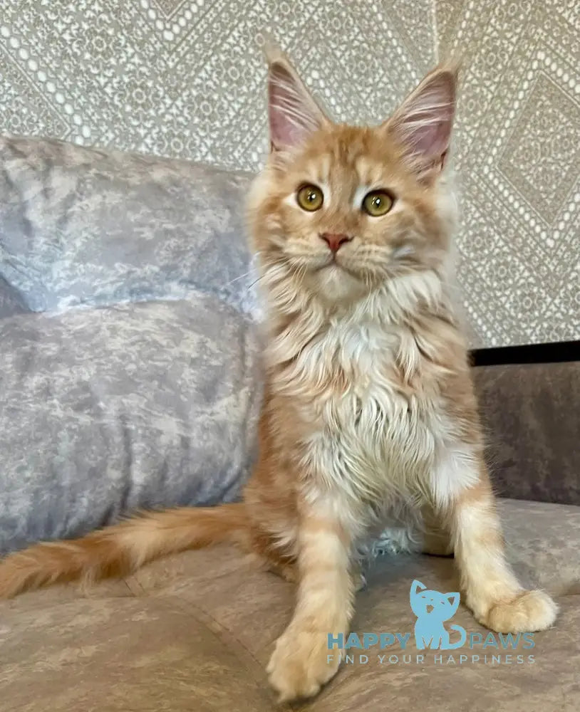 Nice Maine Coon Female Red Silver Tabby Live Animals