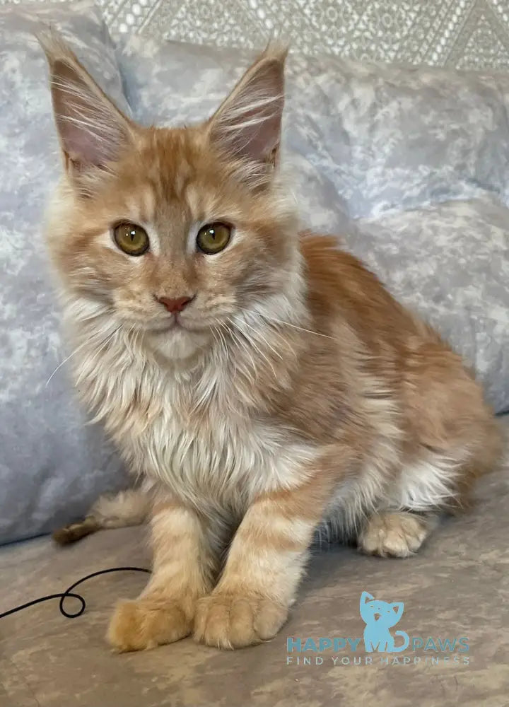 Nice Maine Coon Female Red Silver Tabby Live Animals